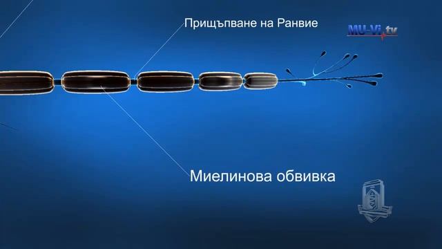 3D обучение по анатомия - нервна система смотреть онлайн