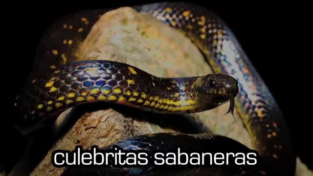 Animales desplazados de Reserva Tibaguya en barrios aledaños смотреть онлайн