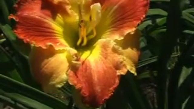 Лилейник Daylily BICOLOR BEAUTIFUL