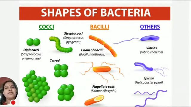 Structure Of Bacteria смотреть онлайн