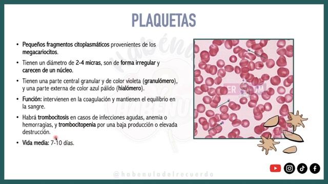 TEJIDO SANGUÍNEO | HISTOLOGÍA SANGUÍNEA (Plasma, Eritrocitos, Leucocitos Y Plaquetas)
