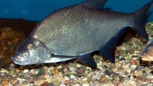 Как ловить леща весной: ГЛАВНОЕ, что нужно знать о ловле леща в марте, апреле и мае