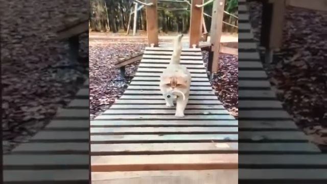 Котя смотреть онлайн