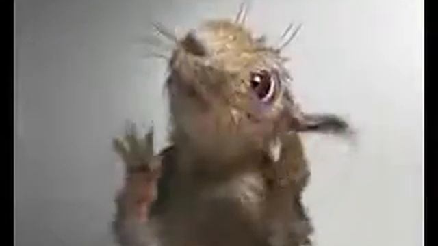 Сумасшедшие белки.😅 смотреть онлайн