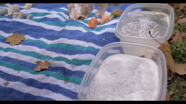 Cleaning your shells with Muriatic Acid! Wow! смотреть онлайн