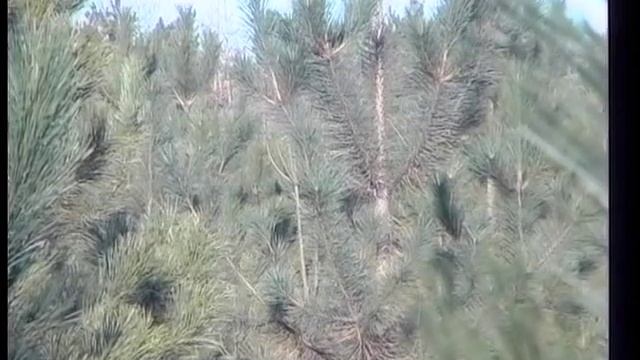 Елочные базары в Мелитополе смотреть онлайн