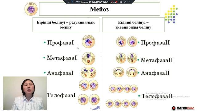 Мейоз. Мейоз фазалары