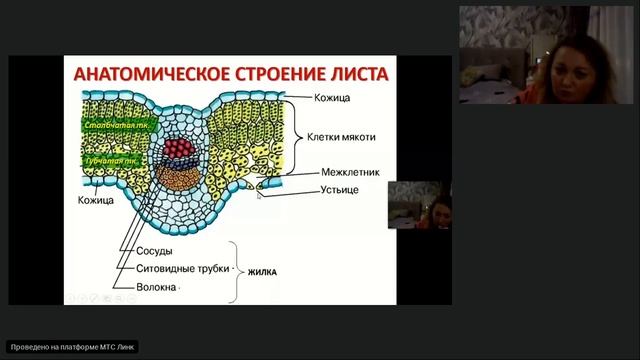 Внешнее и внутреннее строение листа смотреть онлайн