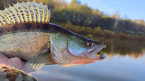 ВОТ ЭТО ПОВЕЗЛО!! Нашли СТАЮ ГОЛОДНОГО СУДАКА. Рыбалка на спиннинг