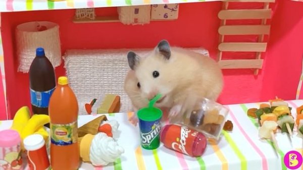 ПРАНК НАД ХОМЯЧКОМ или ДЕНЬ РОЖДЕНЬЕ В НОВОЙ ИРОТЕКЕ для ХОМЯЧКОВ