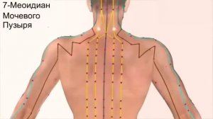 12 Меридианов Энергии Человека