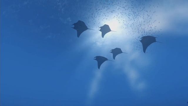 theBlu VR Trailer смотреть онлайн