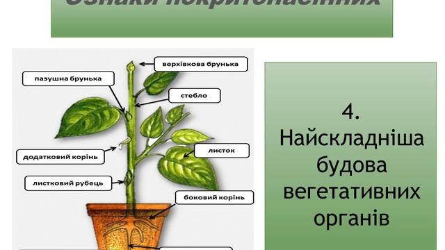 біологія 6 клас. Покритонасінні смотреть онлайн