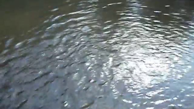 Кормление рыб на севере Тайланда смотреть онлайн