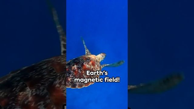 Green Sea Turtles: Masters of Navigation смотреть онлайн