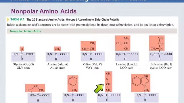 3B 9.2 Amino Acids смотреть онлайн
