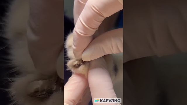 A importância de cortar as unhas do seu pet смотреть онлайн
