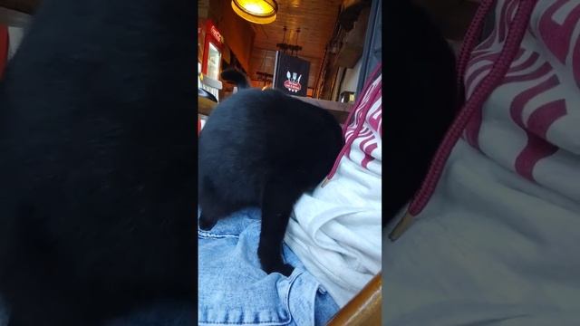 Кот подошёл и запрыгнул на колени🐱 смотреть онлайн