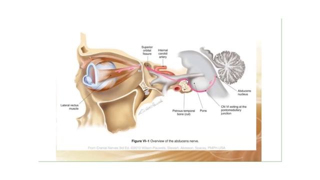 BIOM 523 Abducens Nerve Amber Harris смотреть онлайн