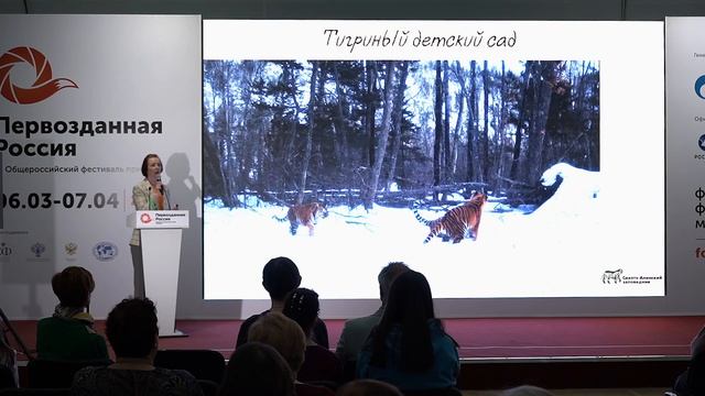 Светлана Сутырина: Семейная жизнь амурских тигров смотреть онлайн