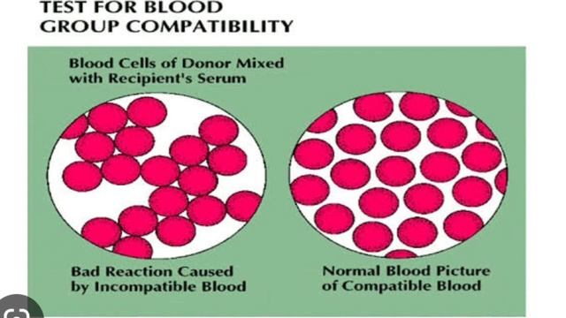 Blood transfusion | universal donor |universal recipients |agglutination| biology 9 смотреть онлайн