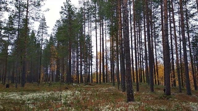 Освоение Русского Севера Девочкой с Юга смотреть онлайн
