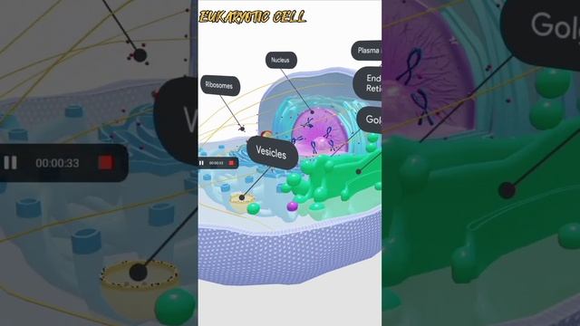 Eukaryotic cell class 9th 11th смотреть онлайн