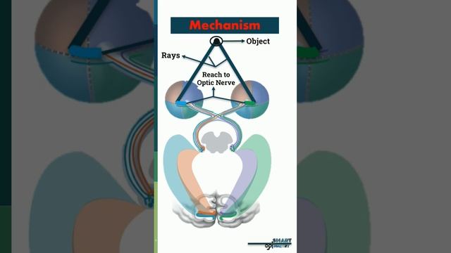 Visual Pathway & It's mechanism #optometry #optometrist #optometrystudent #visualpathway смотреть онлайн