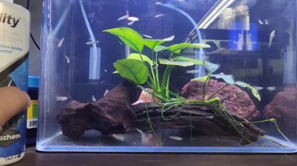 Seachem Stability Review