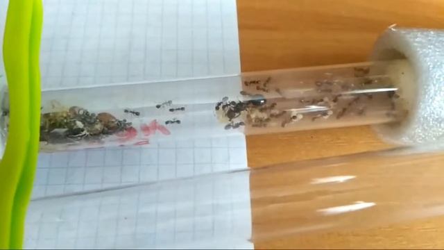 Муравьиная цивилизация, содержание. (Myrmica sp. Messor structor, Serviformica rufibarbis смотреть онлайн