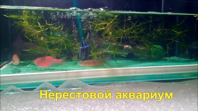 Нерест Данио от А до Я смотреть онлайн