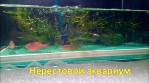 Нерест Данио от А до Я