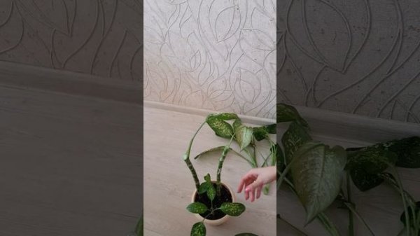 Омоложение Диффенбахии. Обновление Диффенбахии.