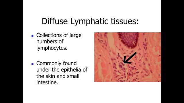 Immune System Part 1 смотреть онлайн