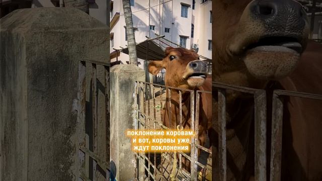 ПОДНОШЕНИЯ ДЛЯ БОЖЕСТВ ОТ ВАШЕГО ИМЕНИ В ГОПАШТАМИ 🐮🔥 смотреть онлайн