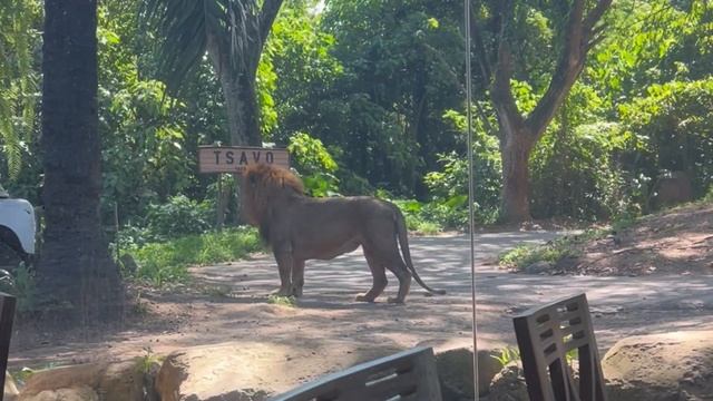САФАРИ БАЛИ БОЛЬШАЯ ПРОГУЛКА ПОЛНЫЙ ОБЗОР SAFARI ZOOPARK BALI ЗООПАРК