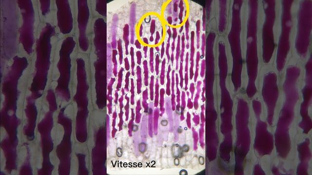 vidéo du tp de svt incroyable dans notre lycée incroyable sur les effets du dessalement de l'eau смотреть онлайн