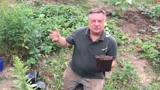 Черная береза - эмблема радости и доброты! смотреть онлайн