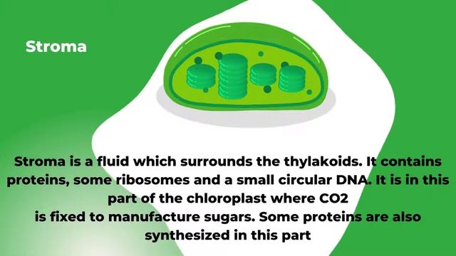 plastids/chloroplast/chromoplast/leucoplast chapter no 4,the cell смотреть онлайн