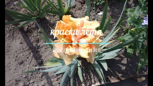 Краски лета смотреть онлайн