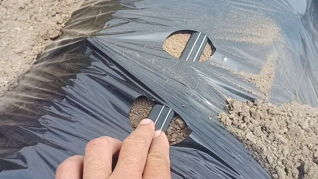 Однорядные бугры для клубники. смотреть онлайн
