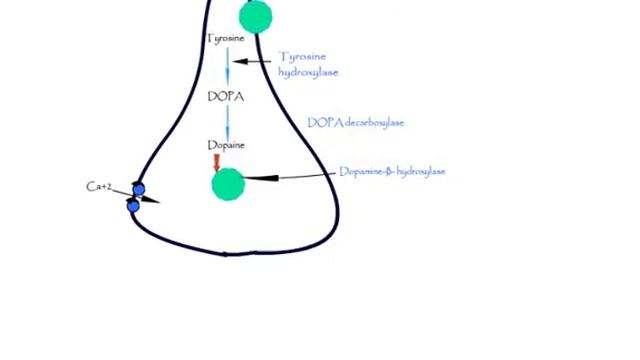 Norepinephrine synthesis, storage, release, reuptake, metabolism.epinephrine, Dopamine. Adrenergic смотреть онлайн