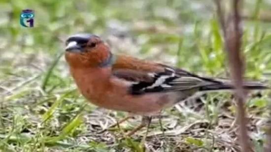 Зяблик смотреть онлайн