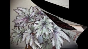 Декоративно - лиственные бегонии, 50 сортов с названиями