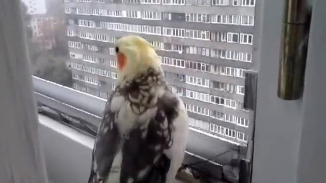 Gadająca nimfa 2 (Lolo) смотреть онлайн