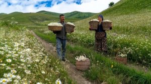 🌼 Горный Урожай: Собираем Ромашку и Варим Варенье 🍯