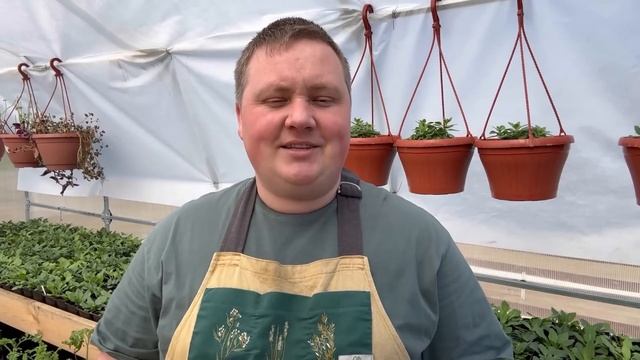 Шикарная петуния! Сам в восторге от результата! #борисборисов #петунияизсемян #петуния