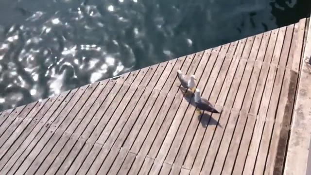 Чайки в порту Барселоны смотреть онлайн