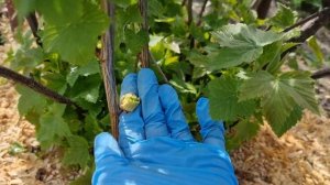 Как Спасаю Смородину от почкового Клеща - эффективные препараты