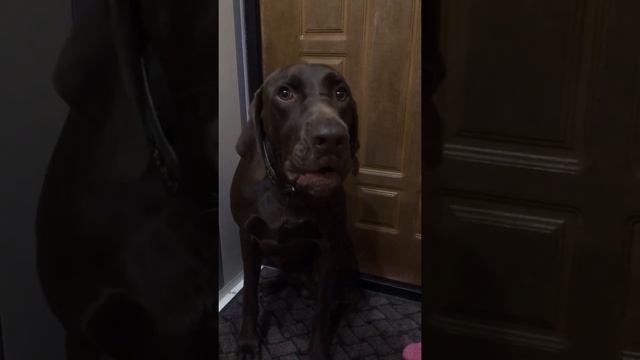 Мой ласковый и нежный пёс- иногда превращается в зверя. Курцхаар Чак Ейск. 🐕 смотреть онлайн